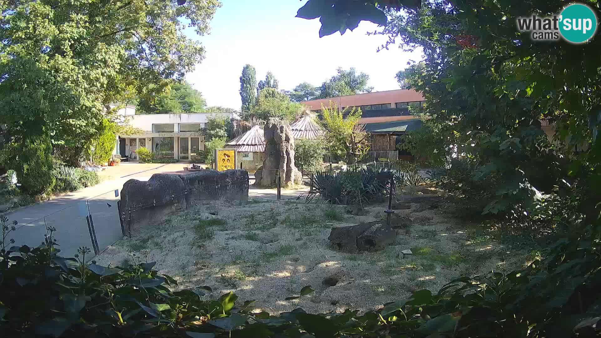 Zoo Zagreb – Suricata