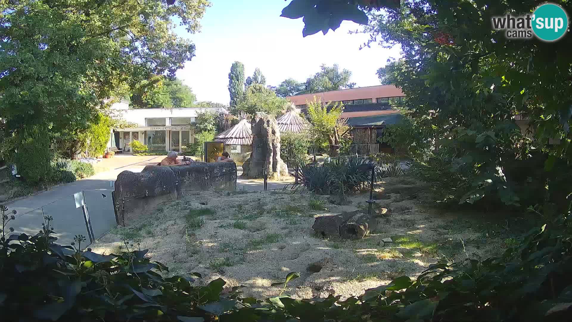 Zoo Zagreb – Suricata