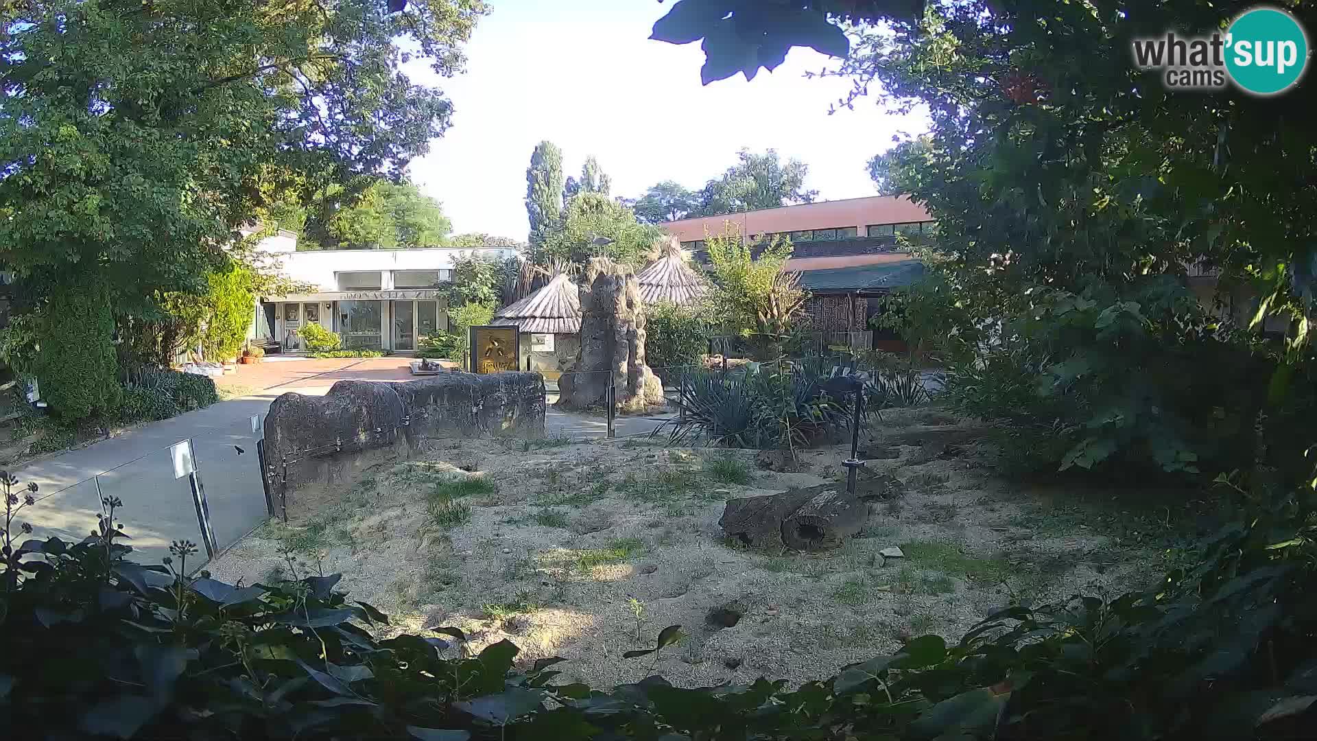 Zoo Zagreb – Suricate