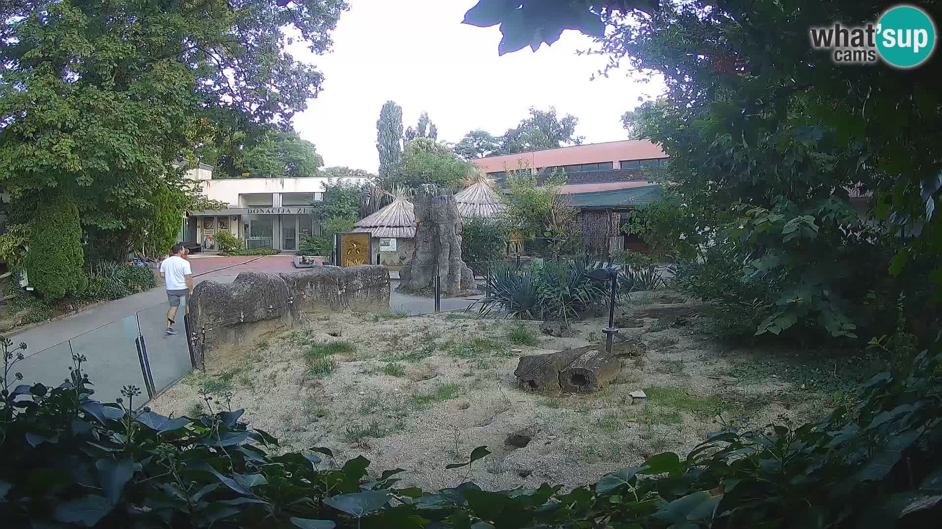 Zoo Zagreb – Suricata