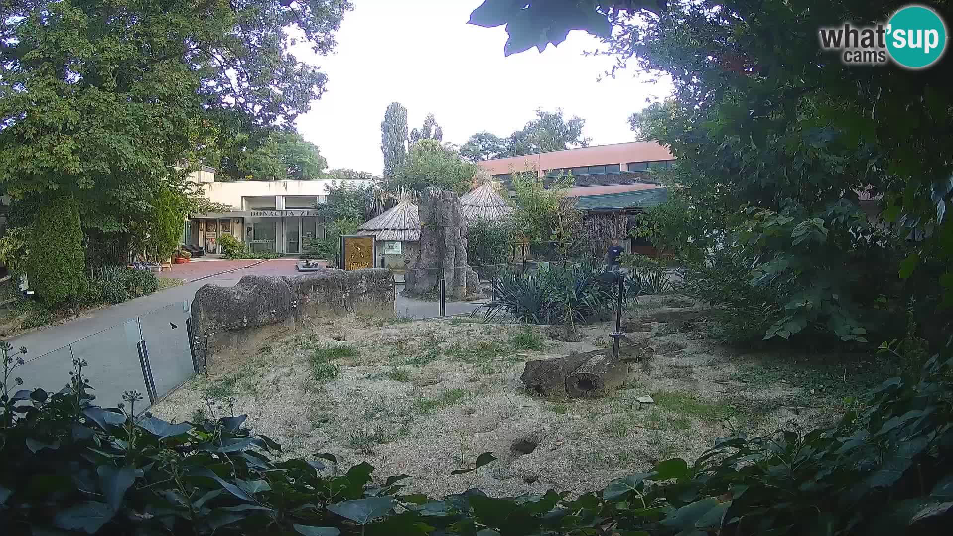 Zoo Zagreb – Suricate