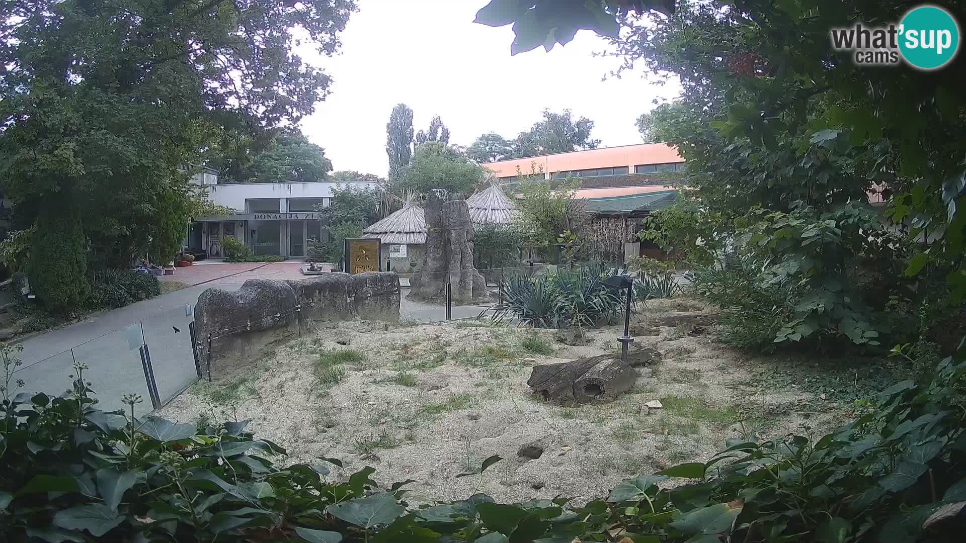 Zoo Zagreb – Surikate