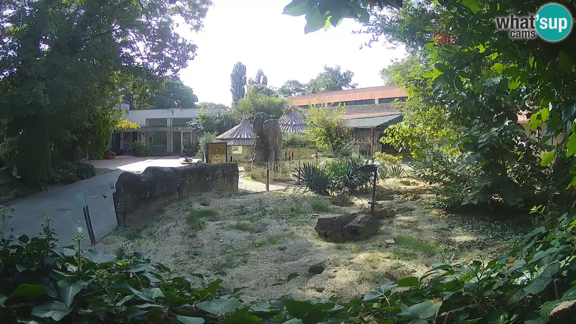 Zoo Zagreb – Erdmännchen