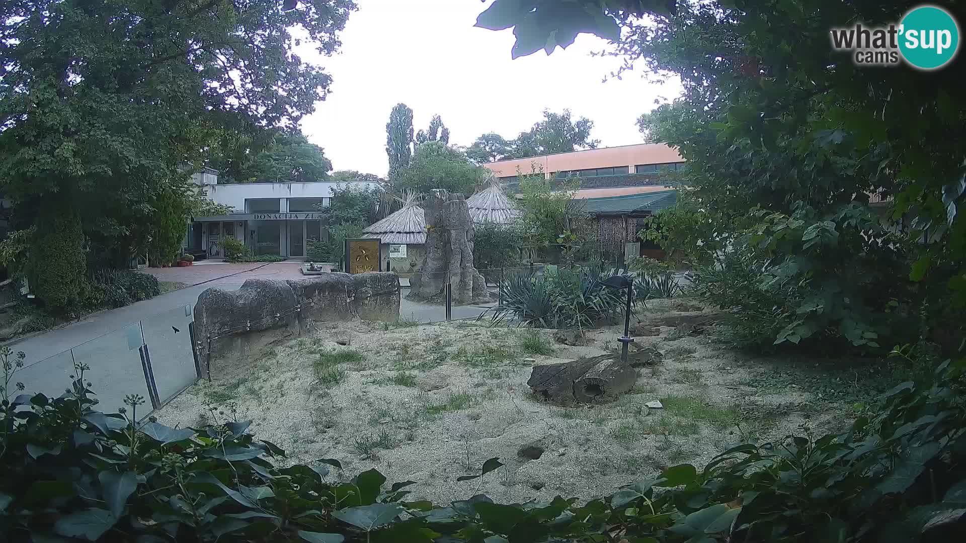 Zoo Zagreb – Suricata