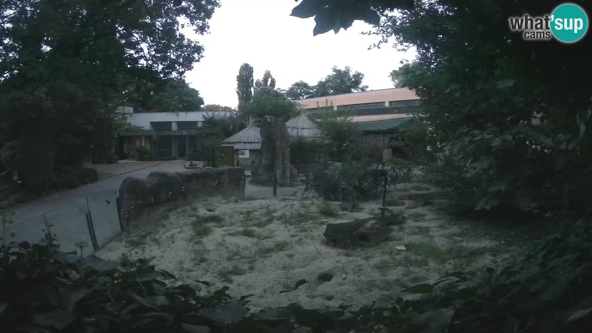 Zoo Zagreb – Merkat