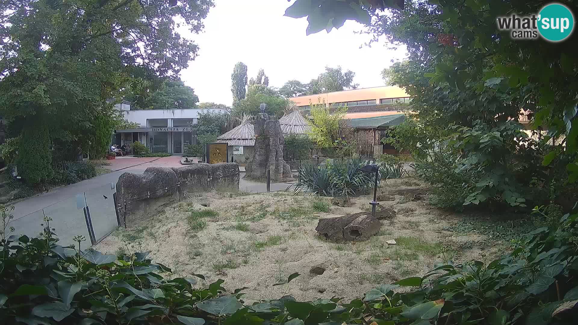 Zoo Zagreb – Merkat