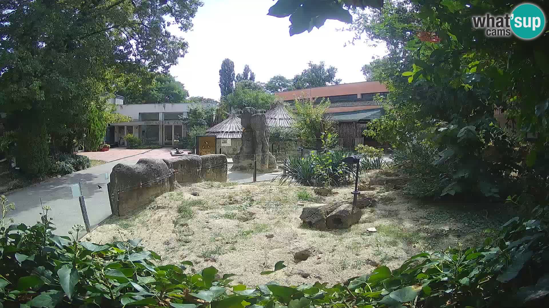 Zoo Zagreb – Merkat