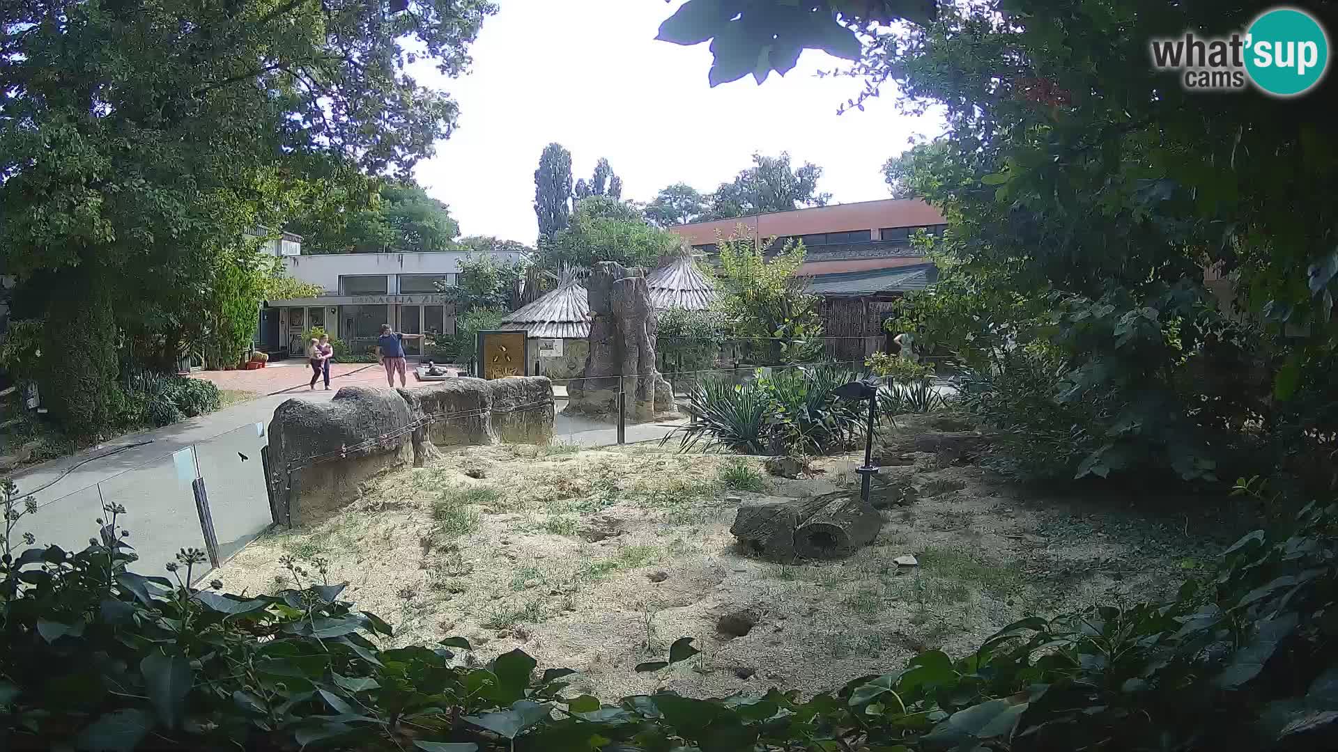 Zoo Zagreb – Merkat