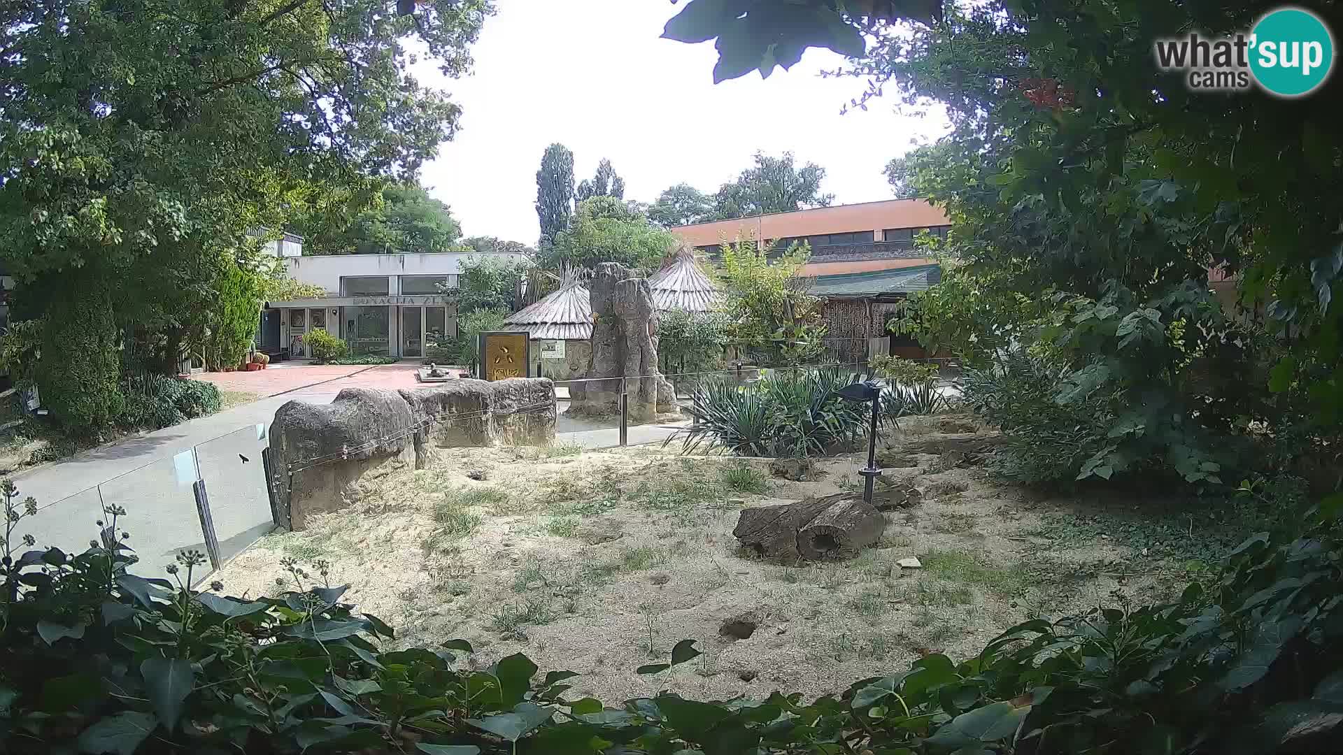 Zoo Zagreb – Merkat