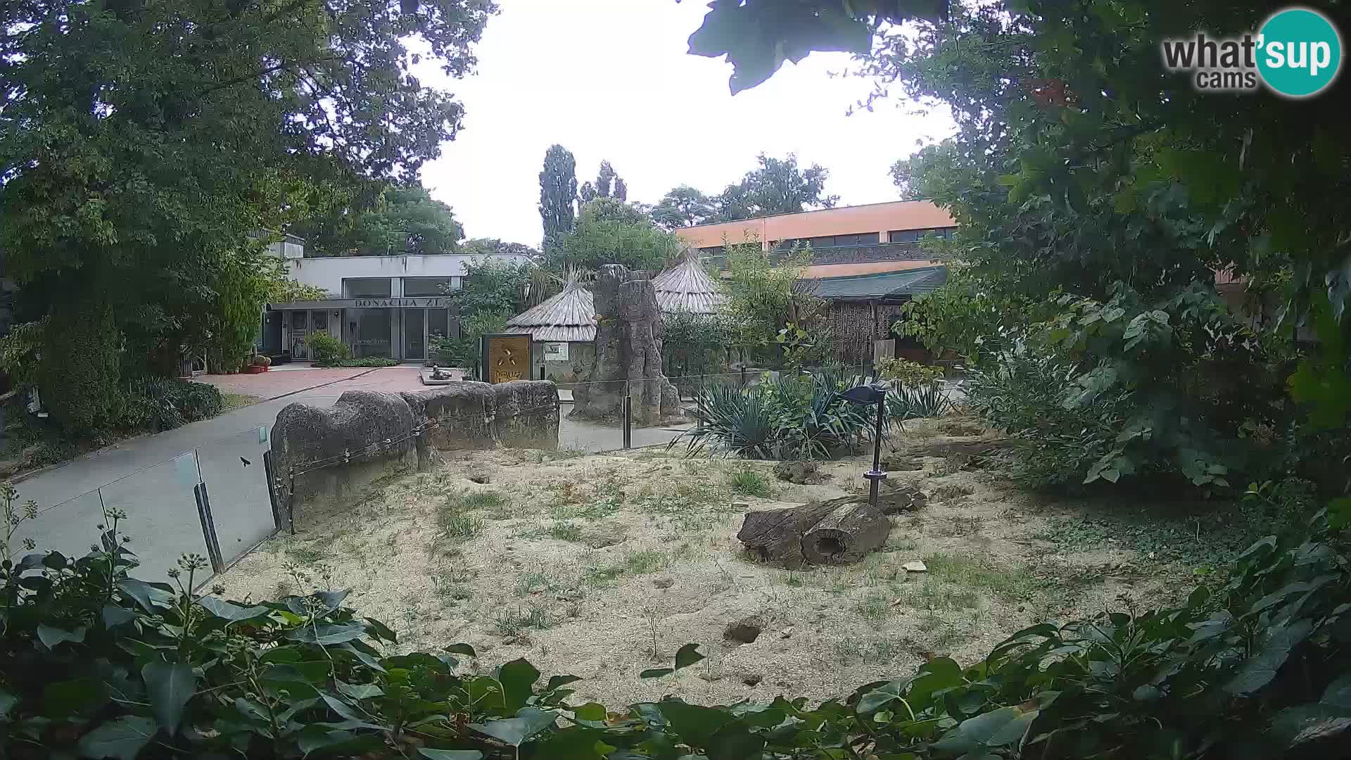 Zoo Zagreb – Suricate