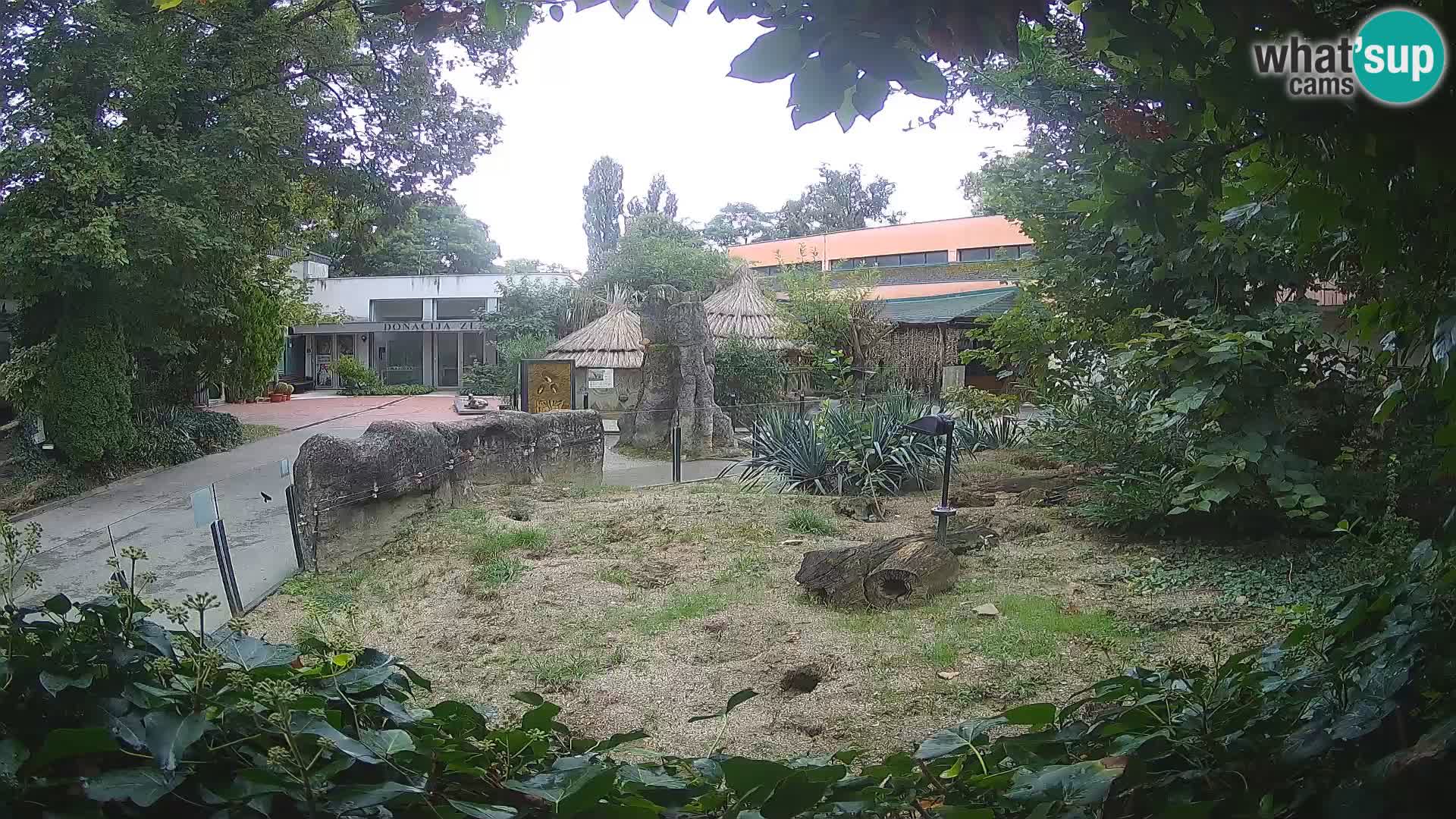 Zoo Zagreb – Suricata