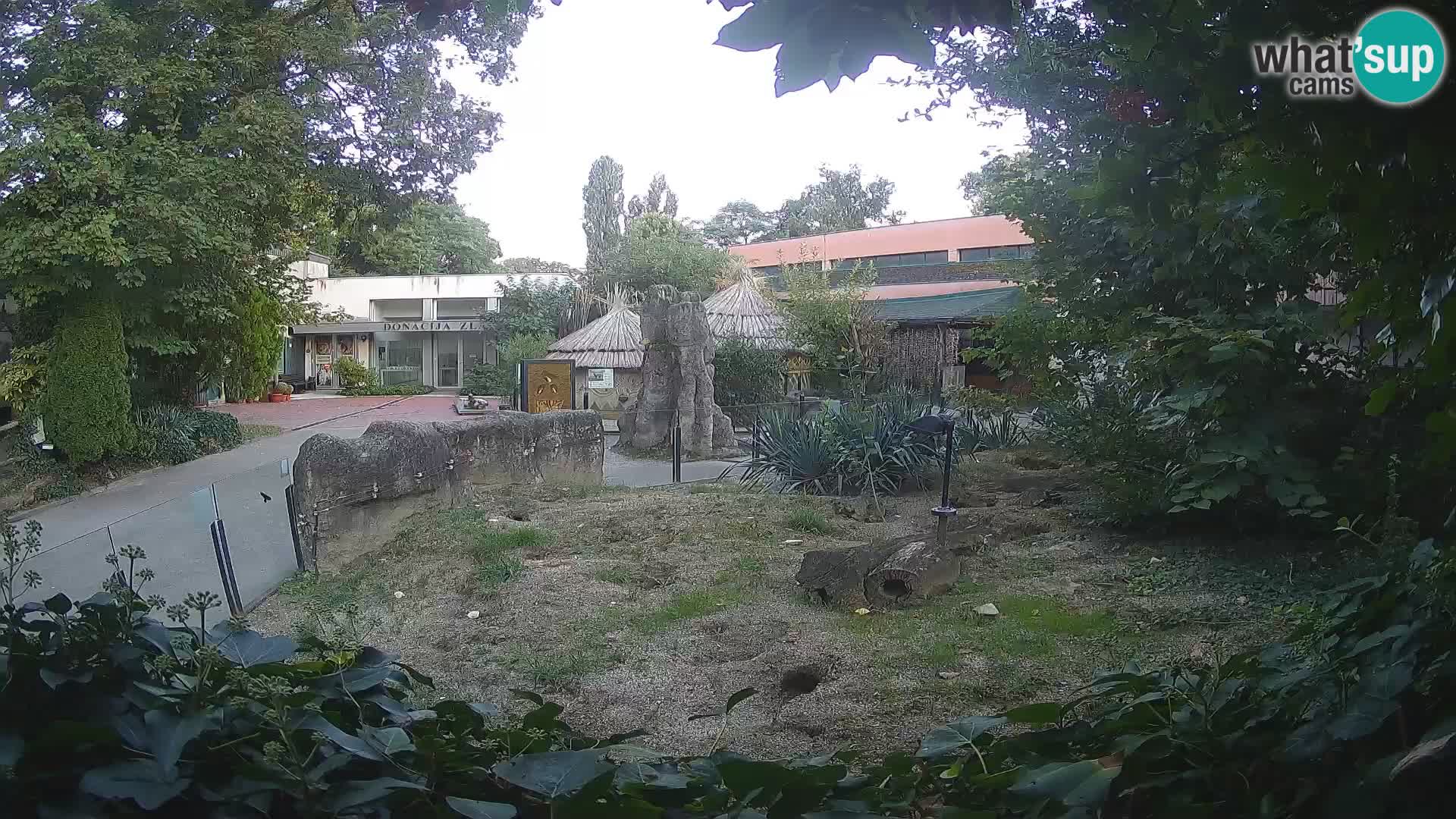 Zoo Zagreb – Suricata