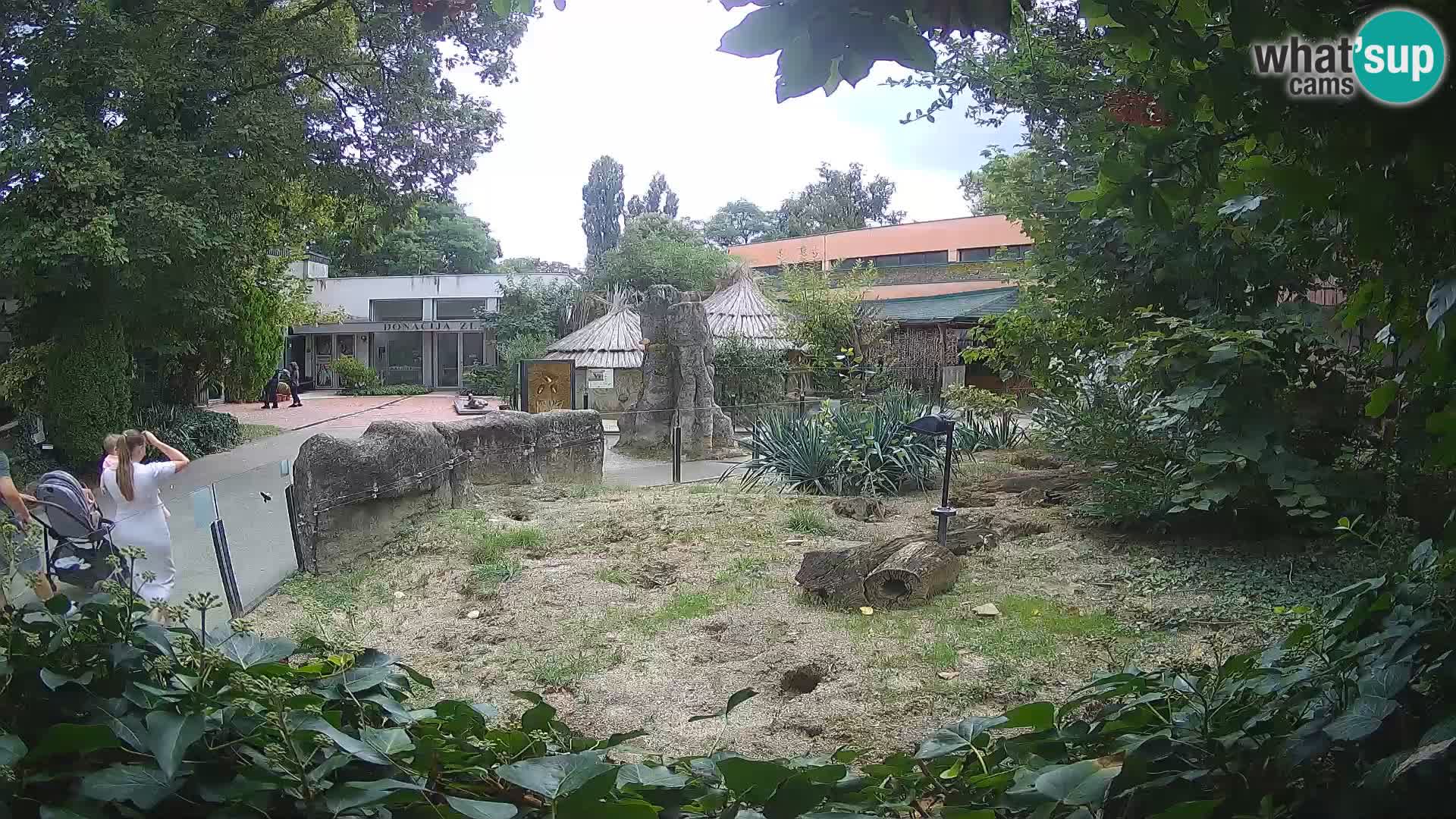 Zoo Zagreb – Suricate