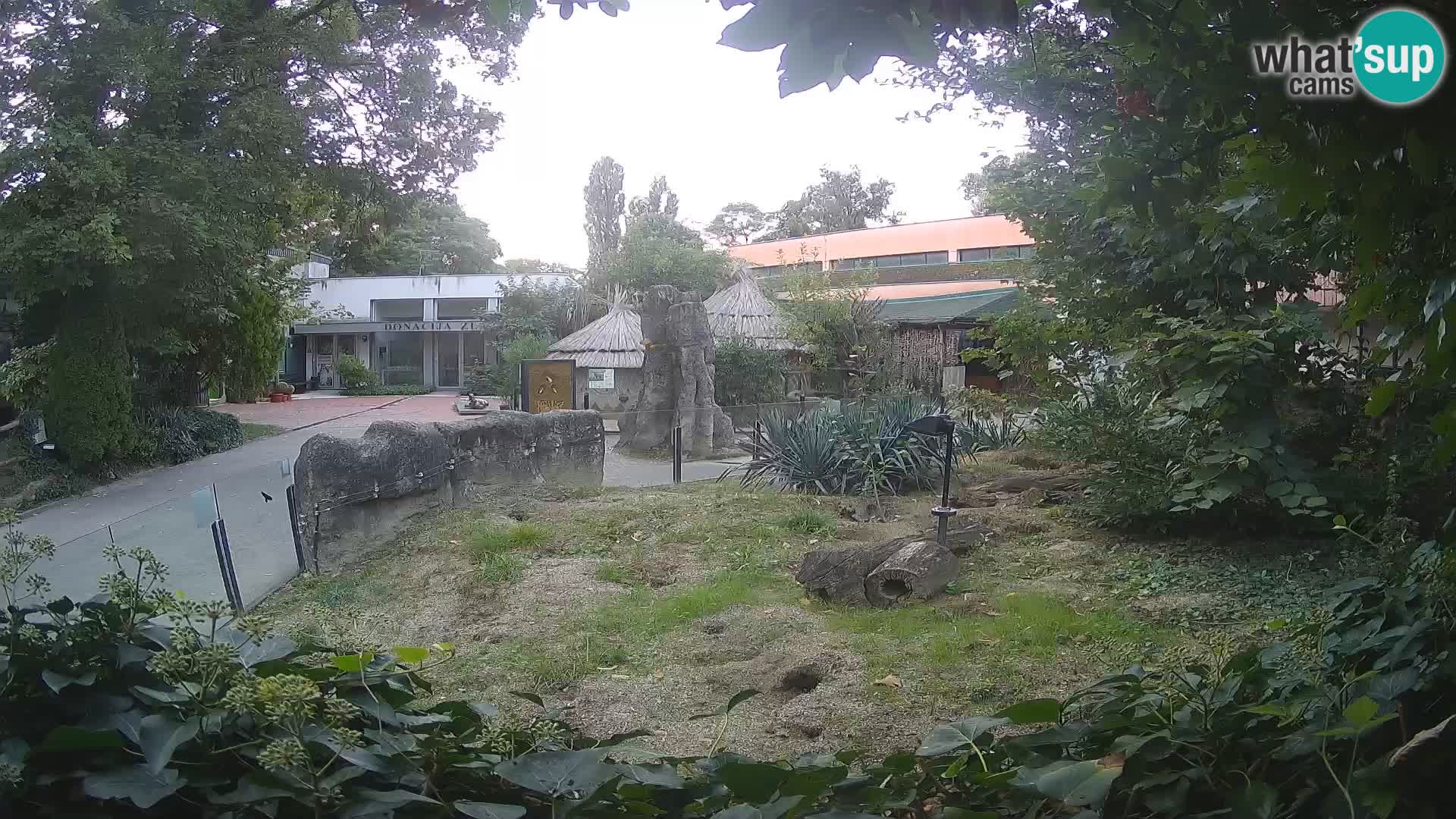 Zoo Zagreb – Suricata