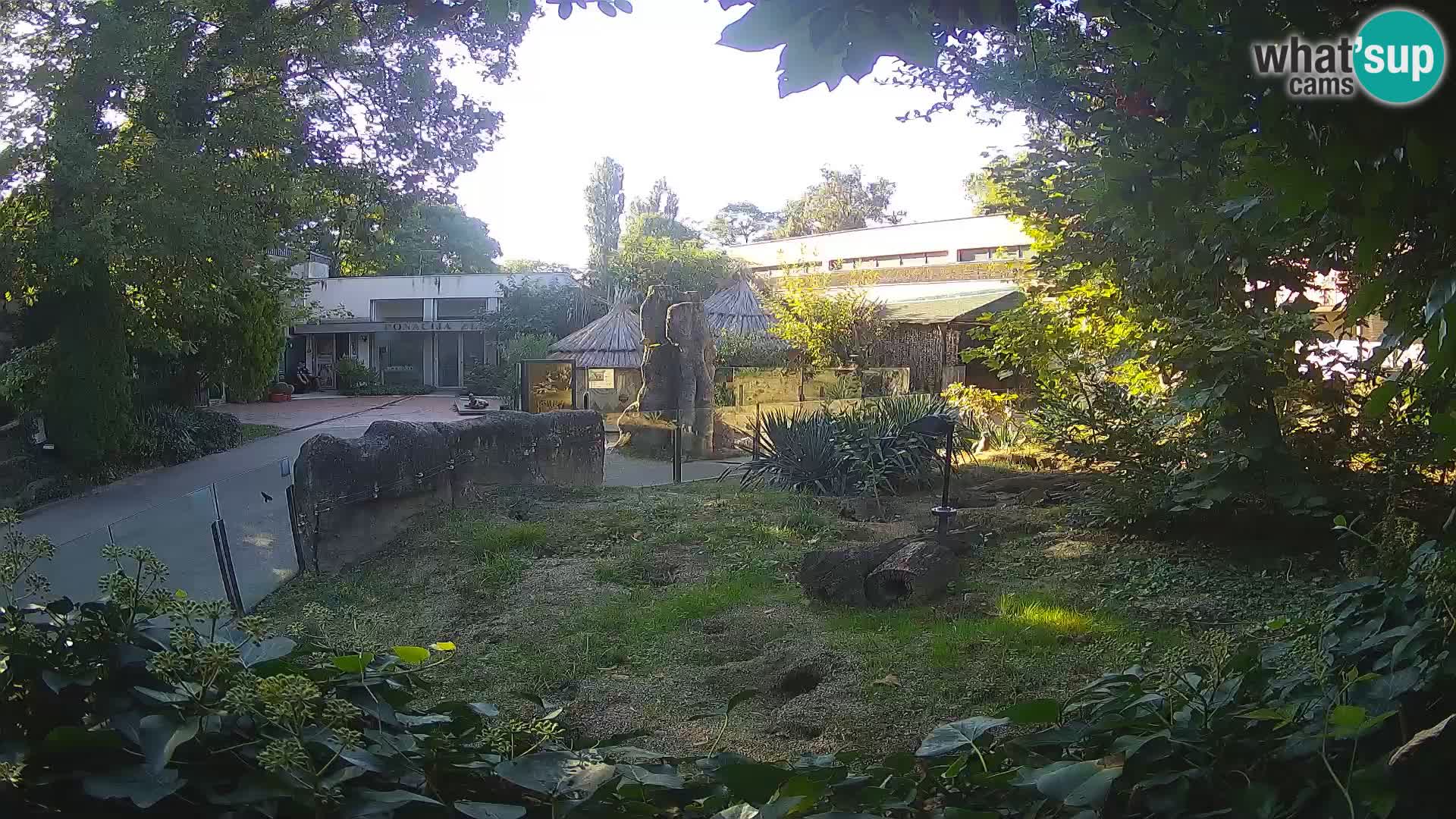 Zoo Zagreb – Suricata
