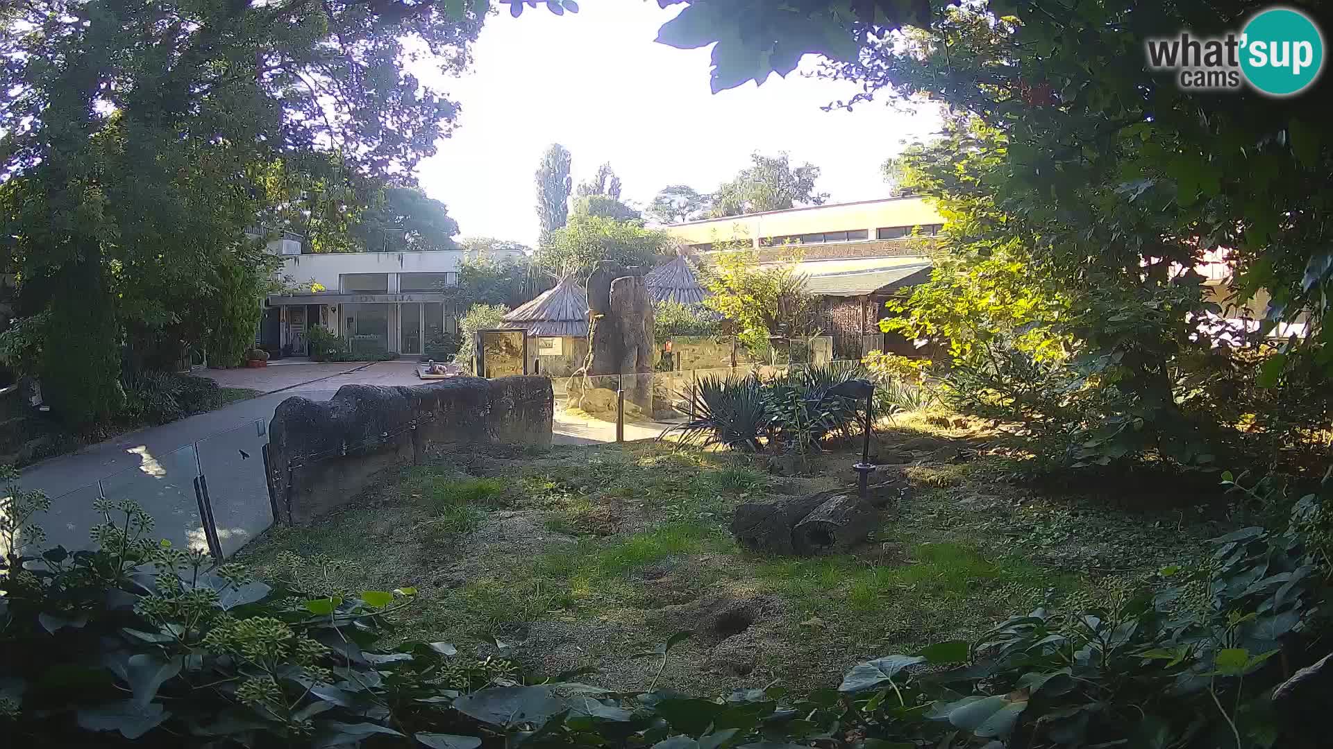 Zoo Zagreb – Suricata