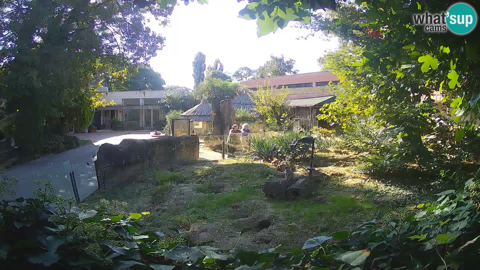 Zoo Zagreb – Suricata