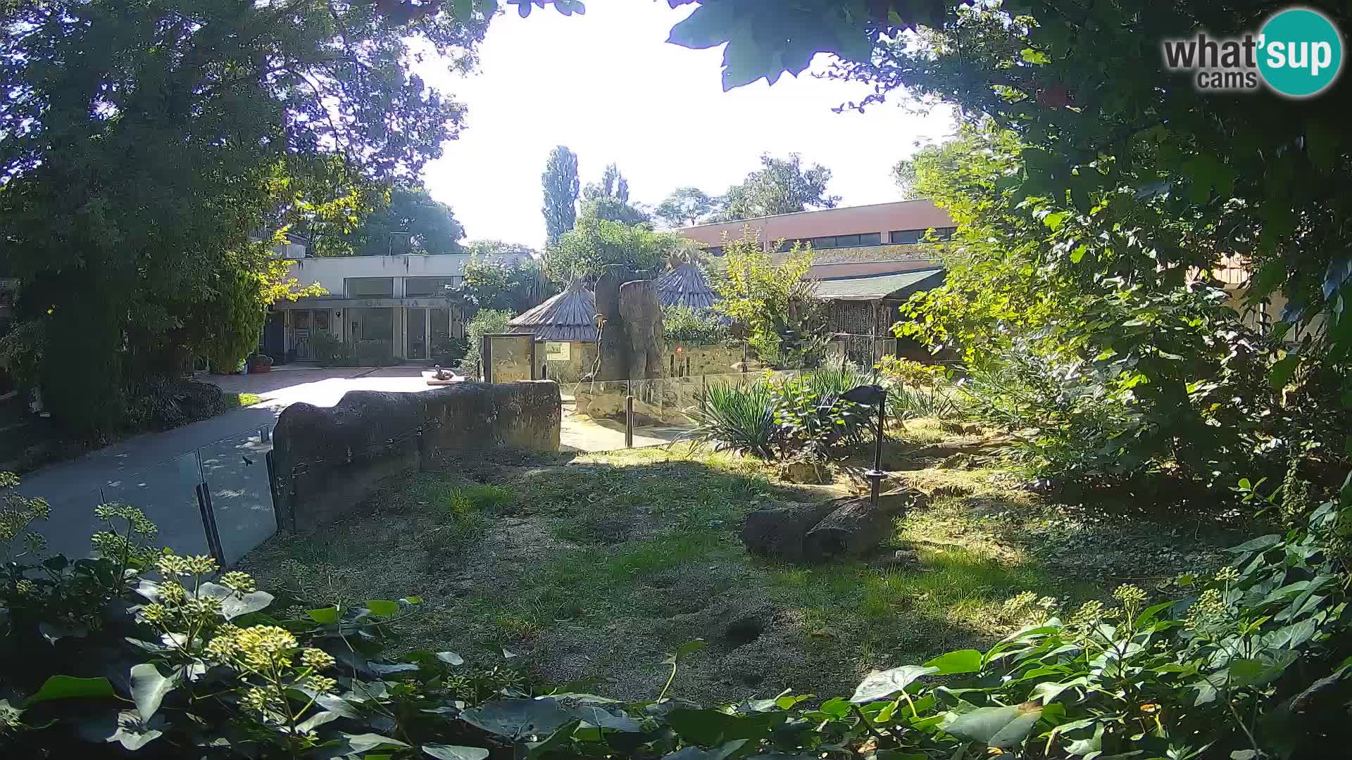 Zoo Zagreb – Suricate