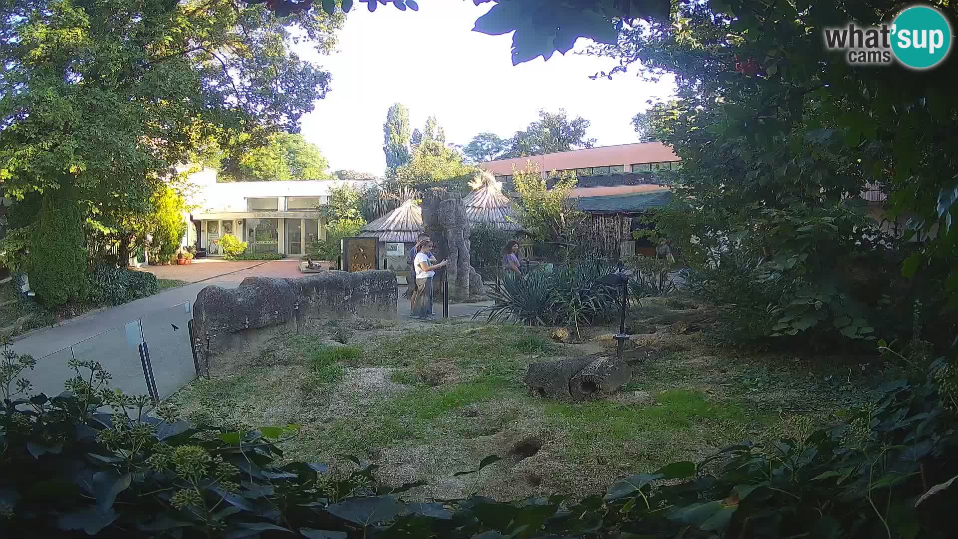 Zoo Zagreb – Suricate