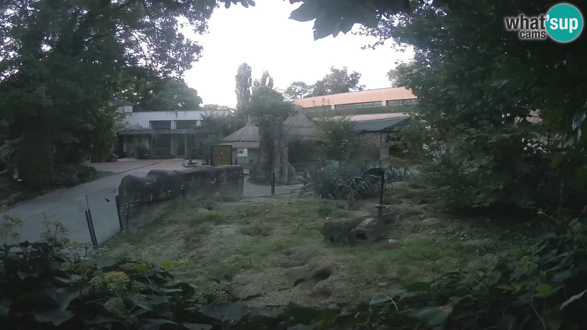 Zoo Zagreb – Suricata
