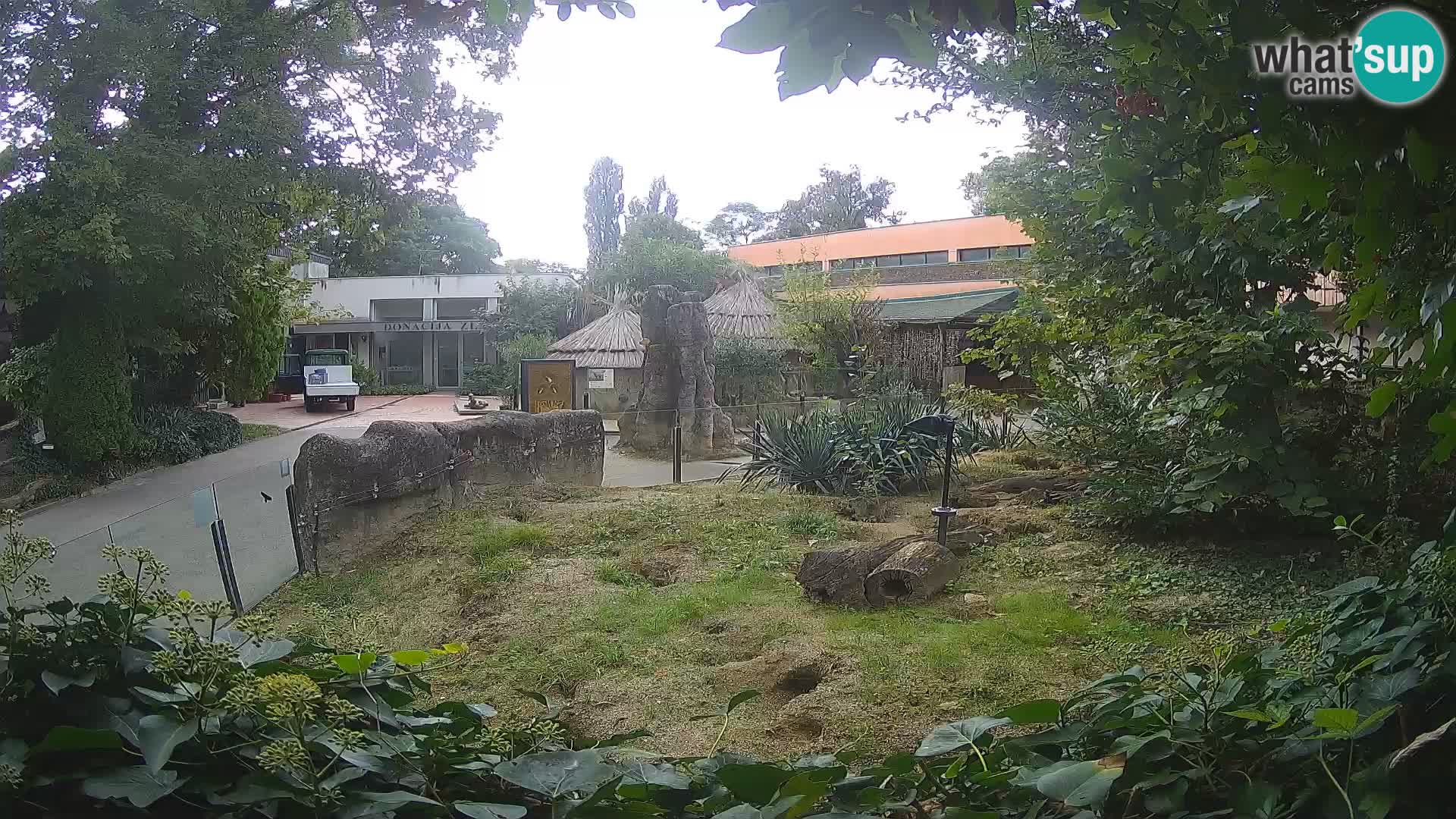 Zoo Zagreb – Suricate