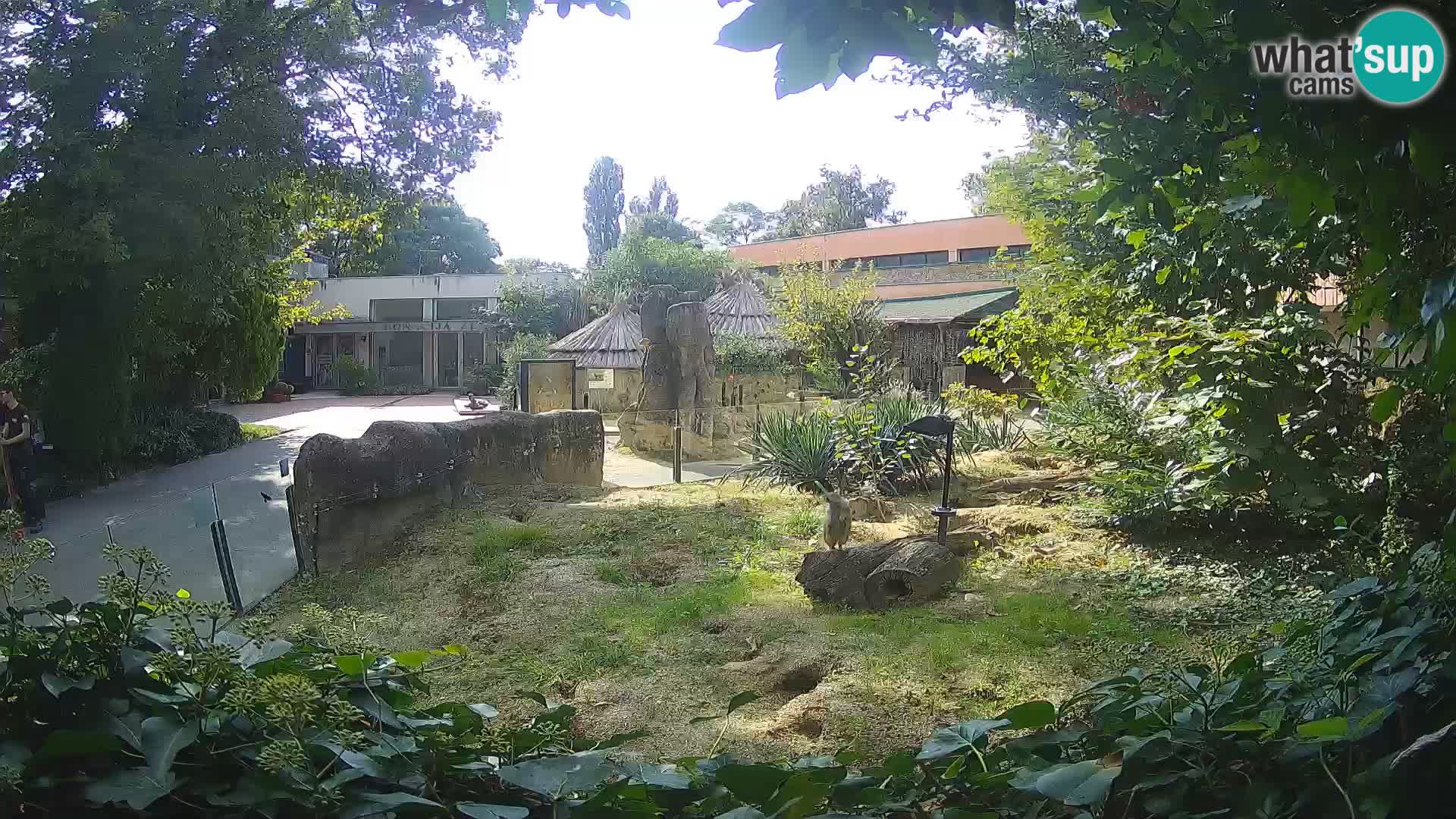 Zoo Zagreb – Surikate