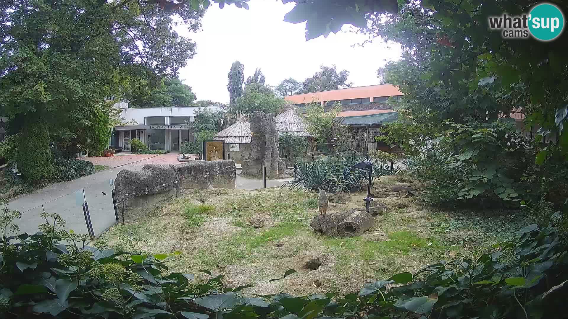 Zoo Zagreb – Merkat