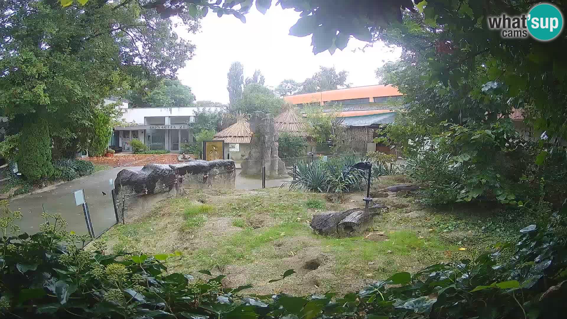 Zoo Zagreb – Suricata