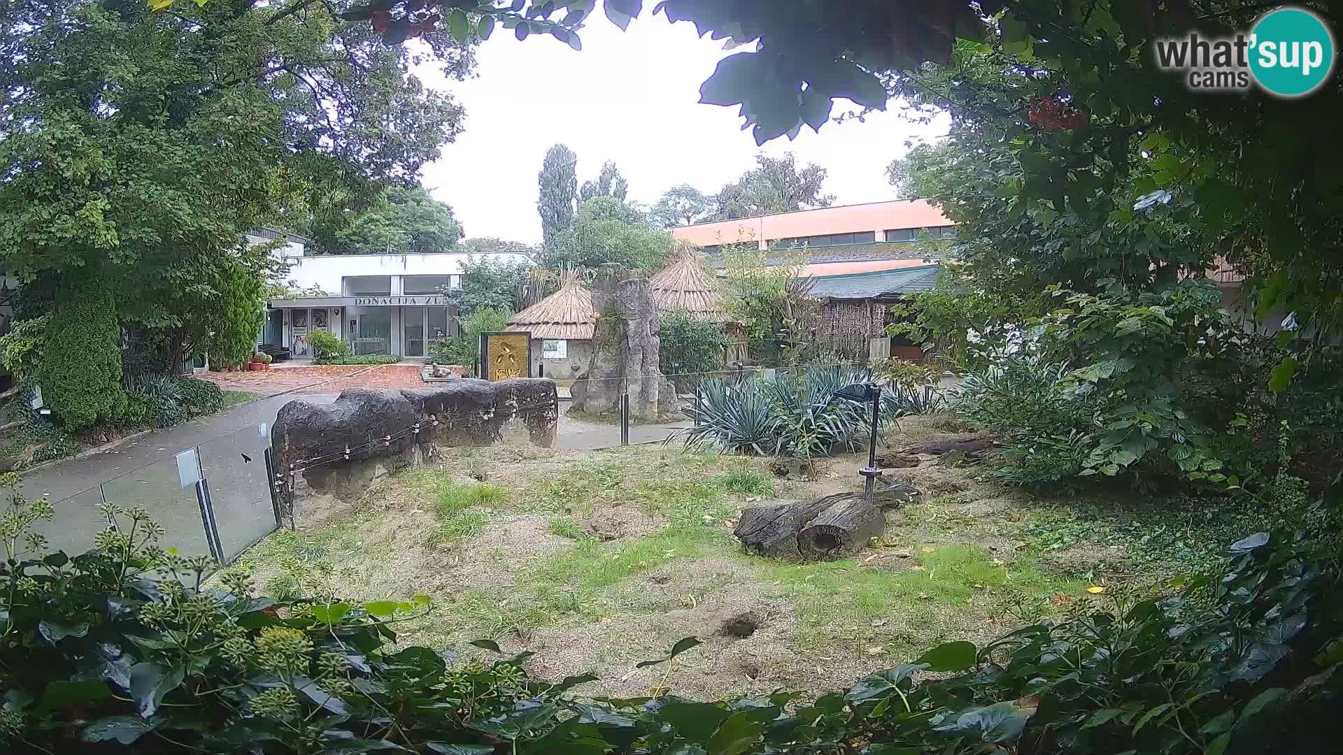 Zoo Zagreb – Suricate