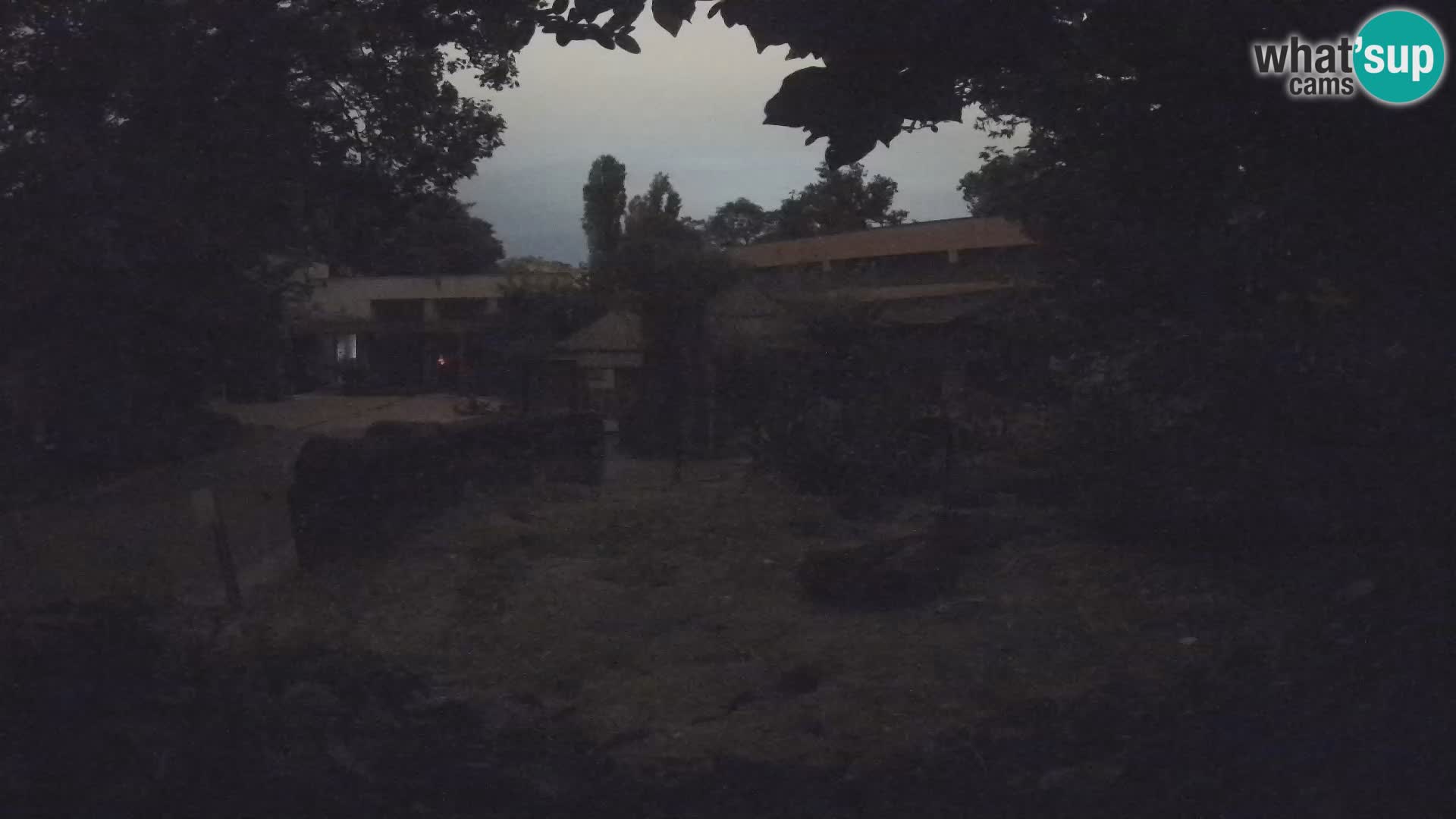 Zoo Zagreb – Surikate