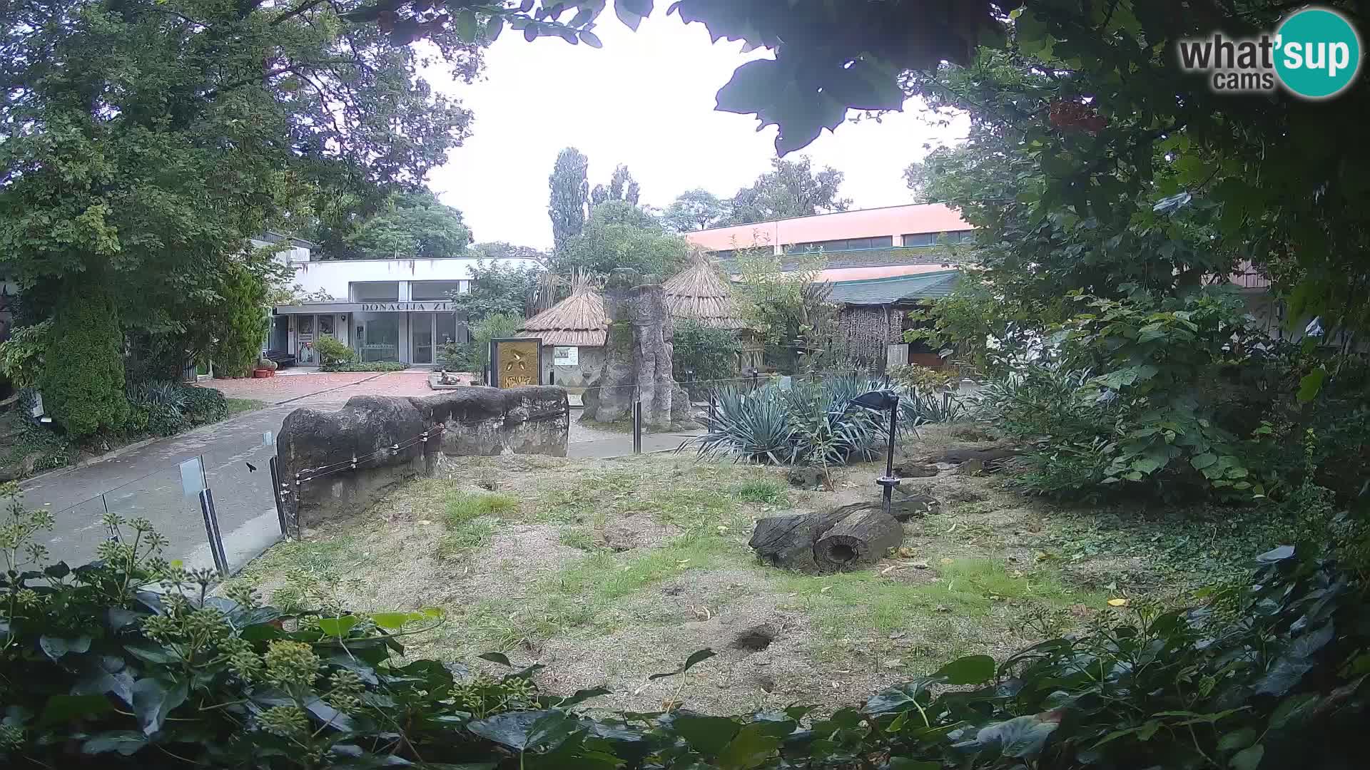 Zoo Zagreb – Suricata