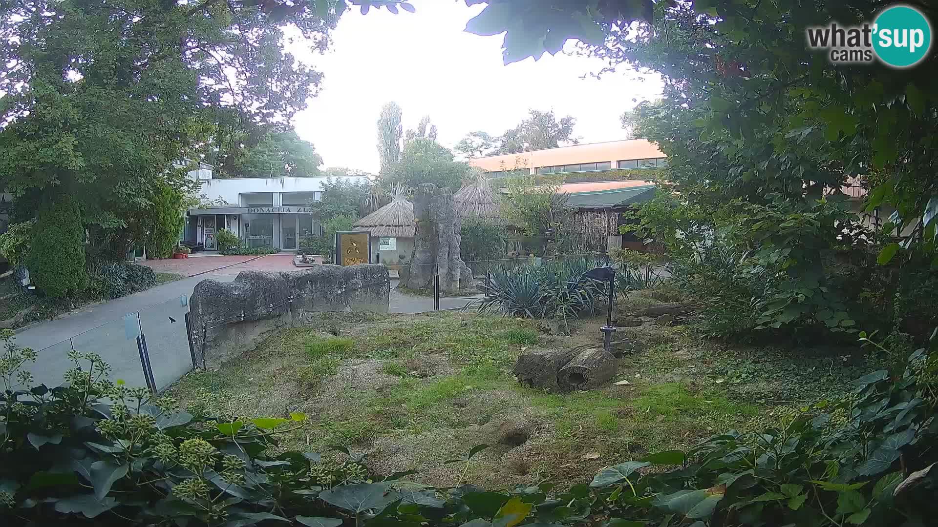 Zoo Zagreb – Merkat