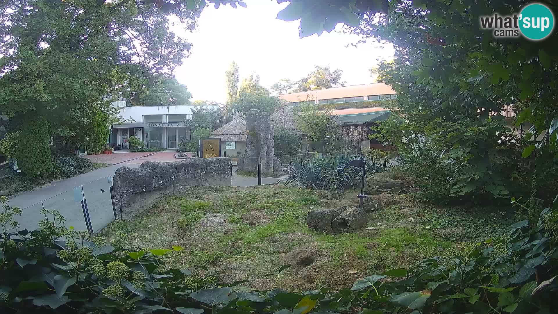 Zoo Zagreb – Suricata