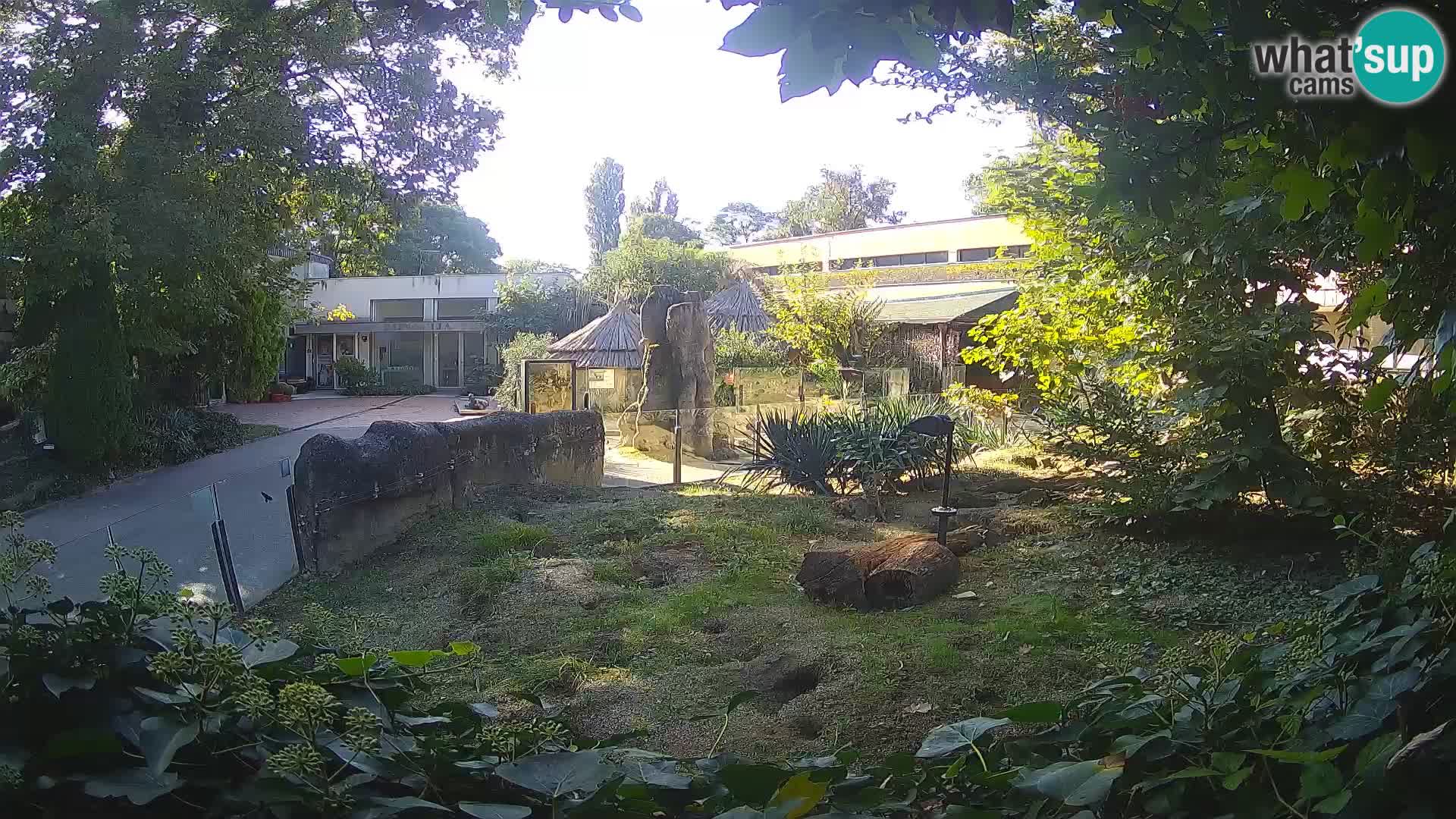 Zoo Zagreb – Suricate