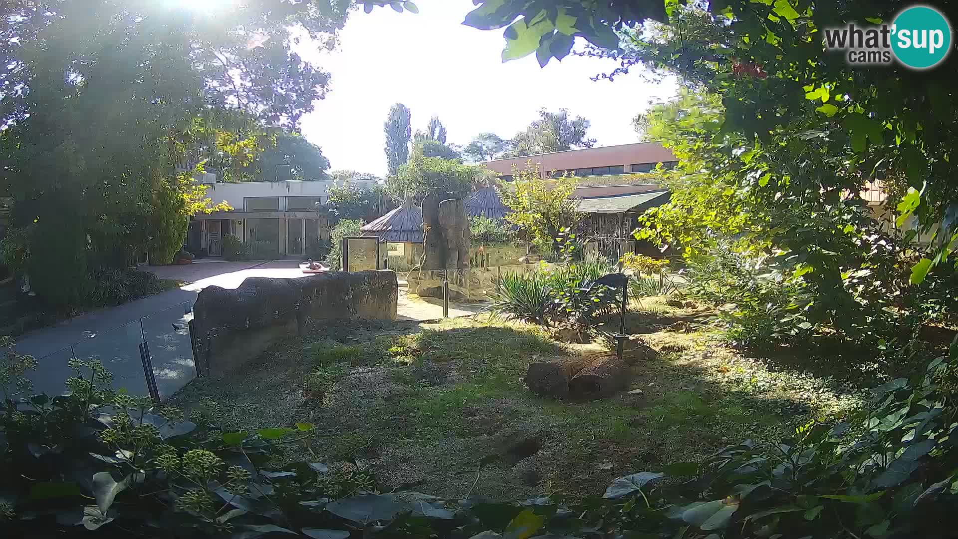 Zoo Zagreb – Merkat