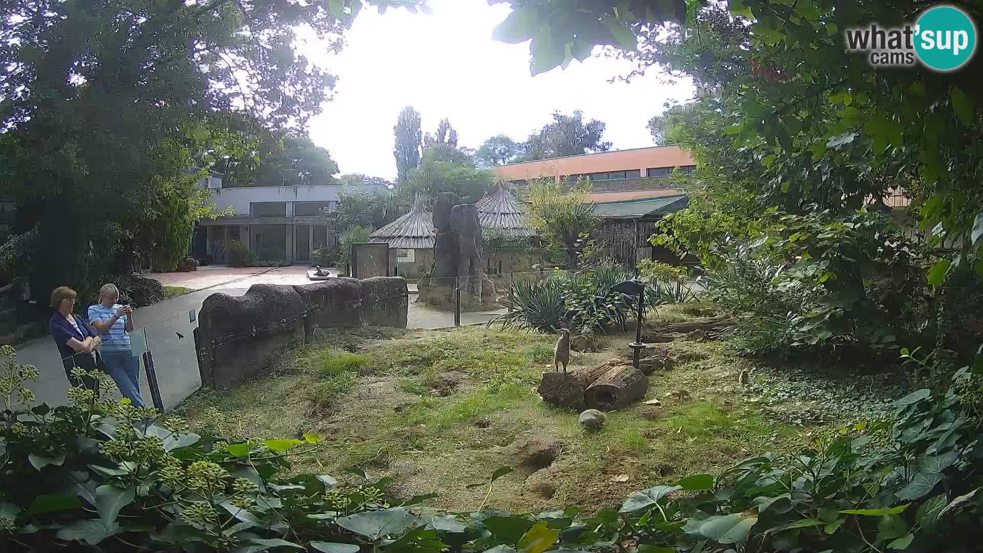 Zoo Zagreb – Suricata