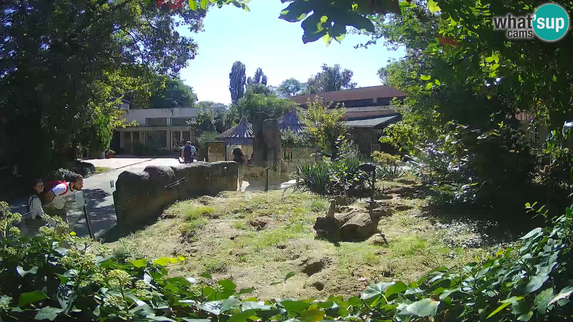 Zoo Zagreb – Merkat