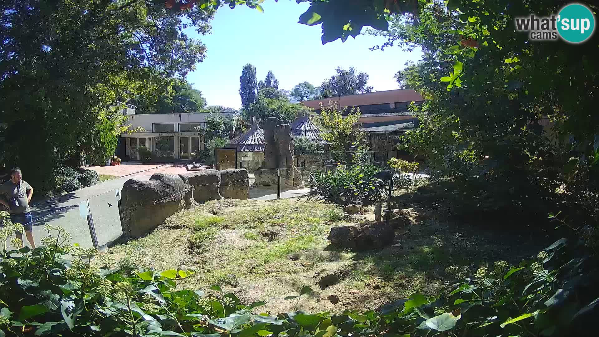 Zoo Zagreb – Suricata