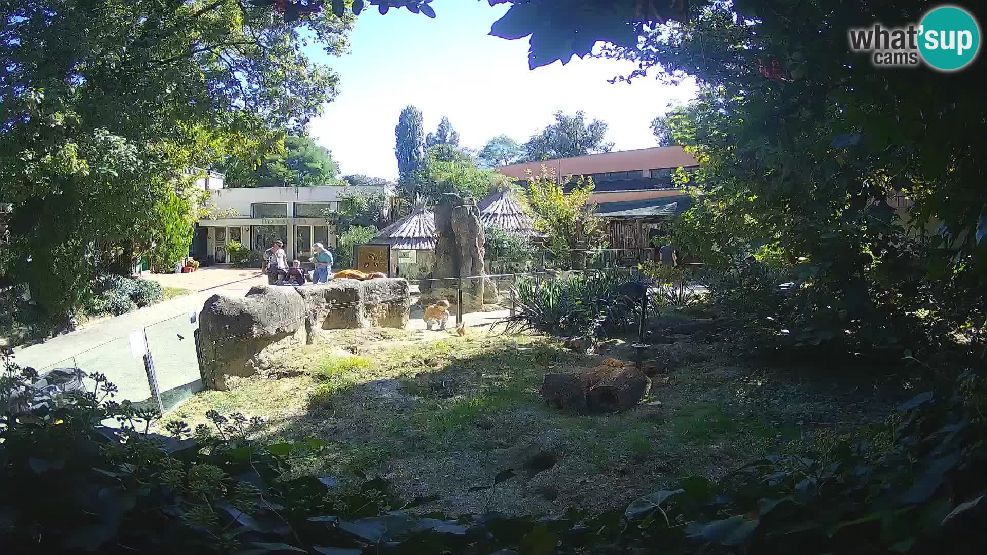 Zoo Zagreb – Merkat