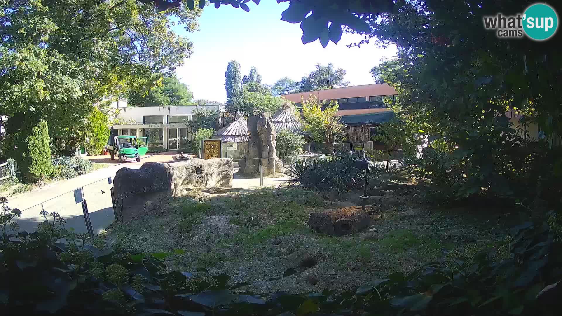 Zoo Zagreb – Suricate