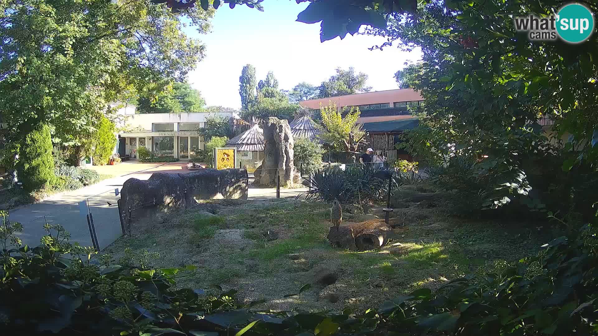 Zoo Zagreb – Surikate
