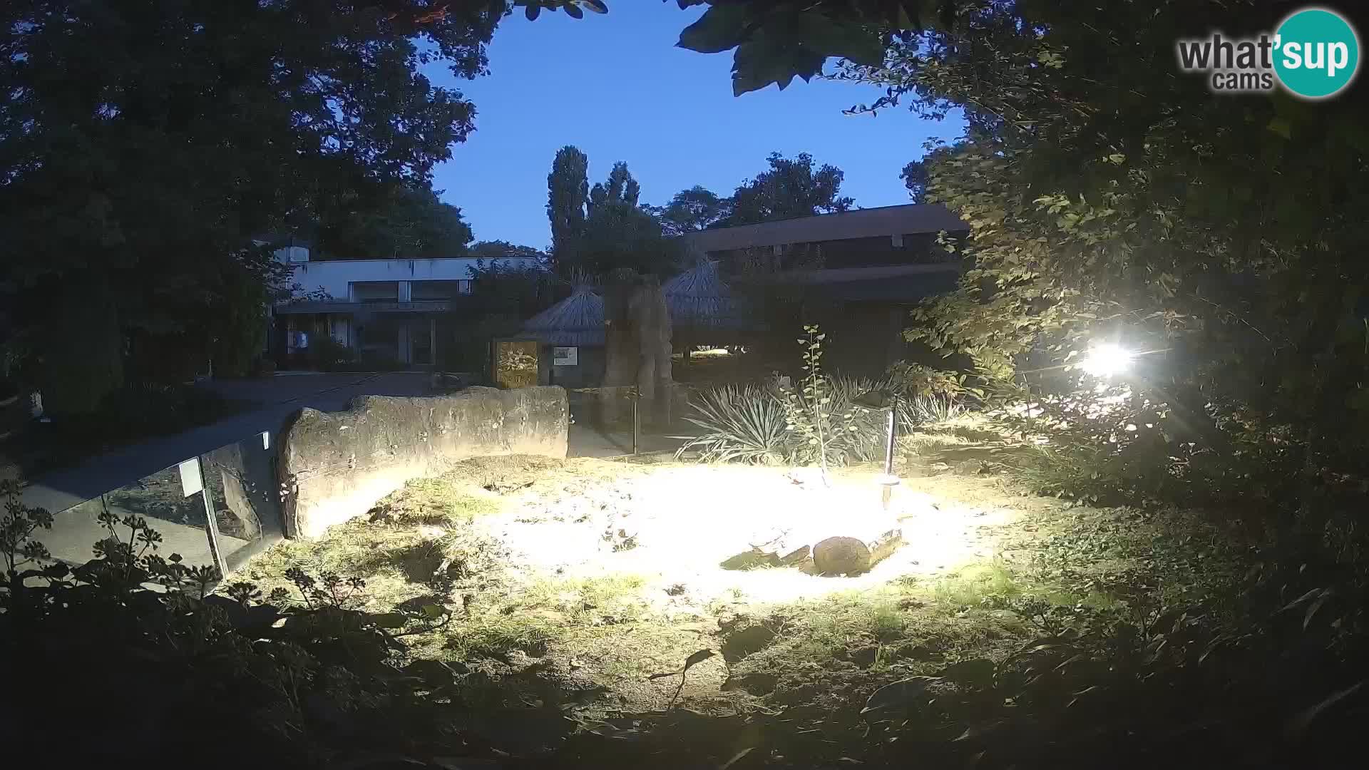 Zoo Zagreb – Merkat