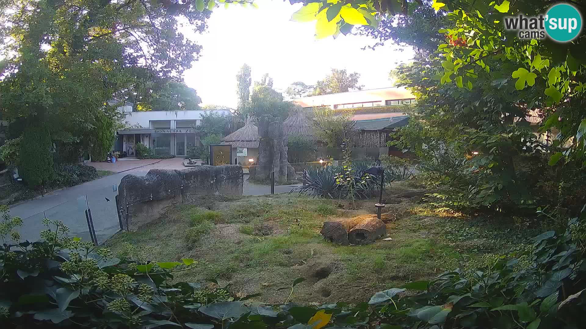Zoo Zagreb – Suricate