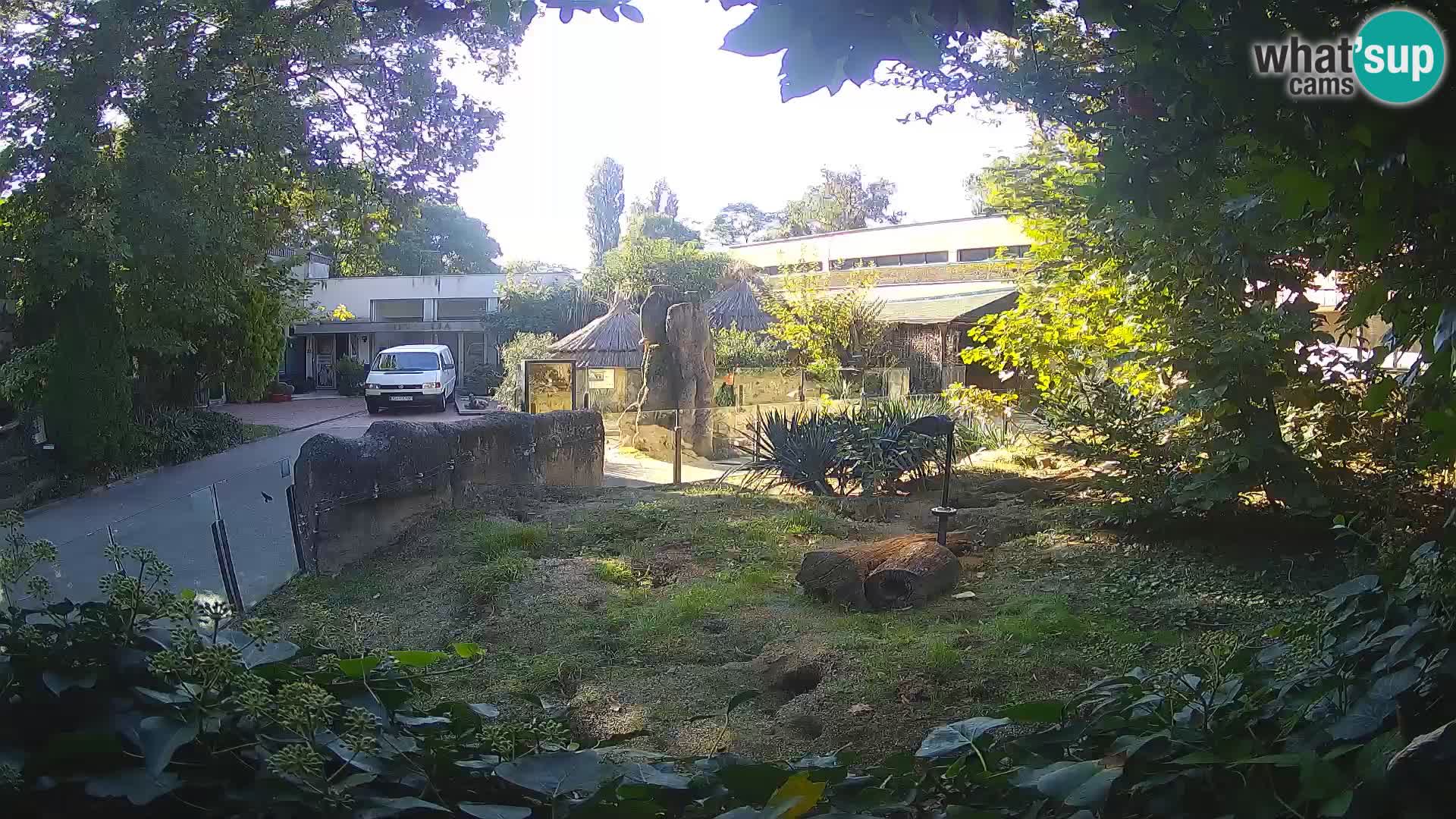 Zoo Zagreb – Suricata
