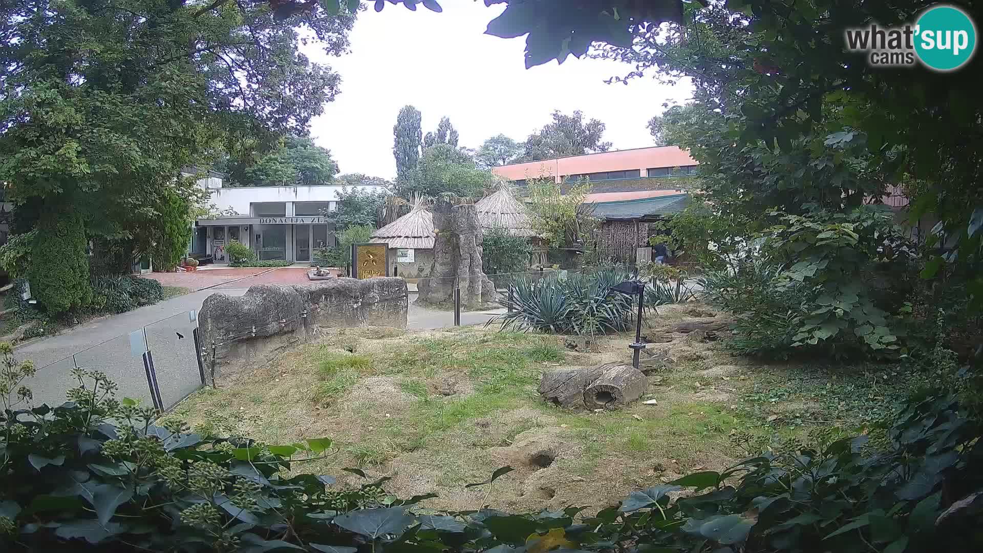 Zoo Zagreb – Merkat