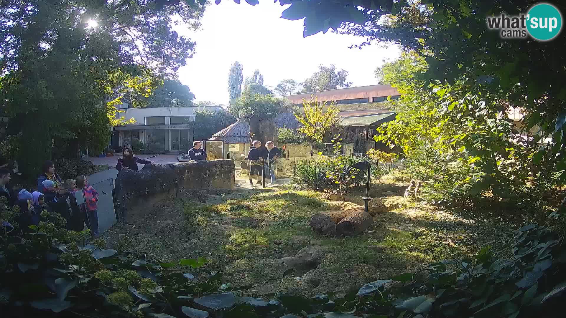 Zoo Zagreb – Suricata