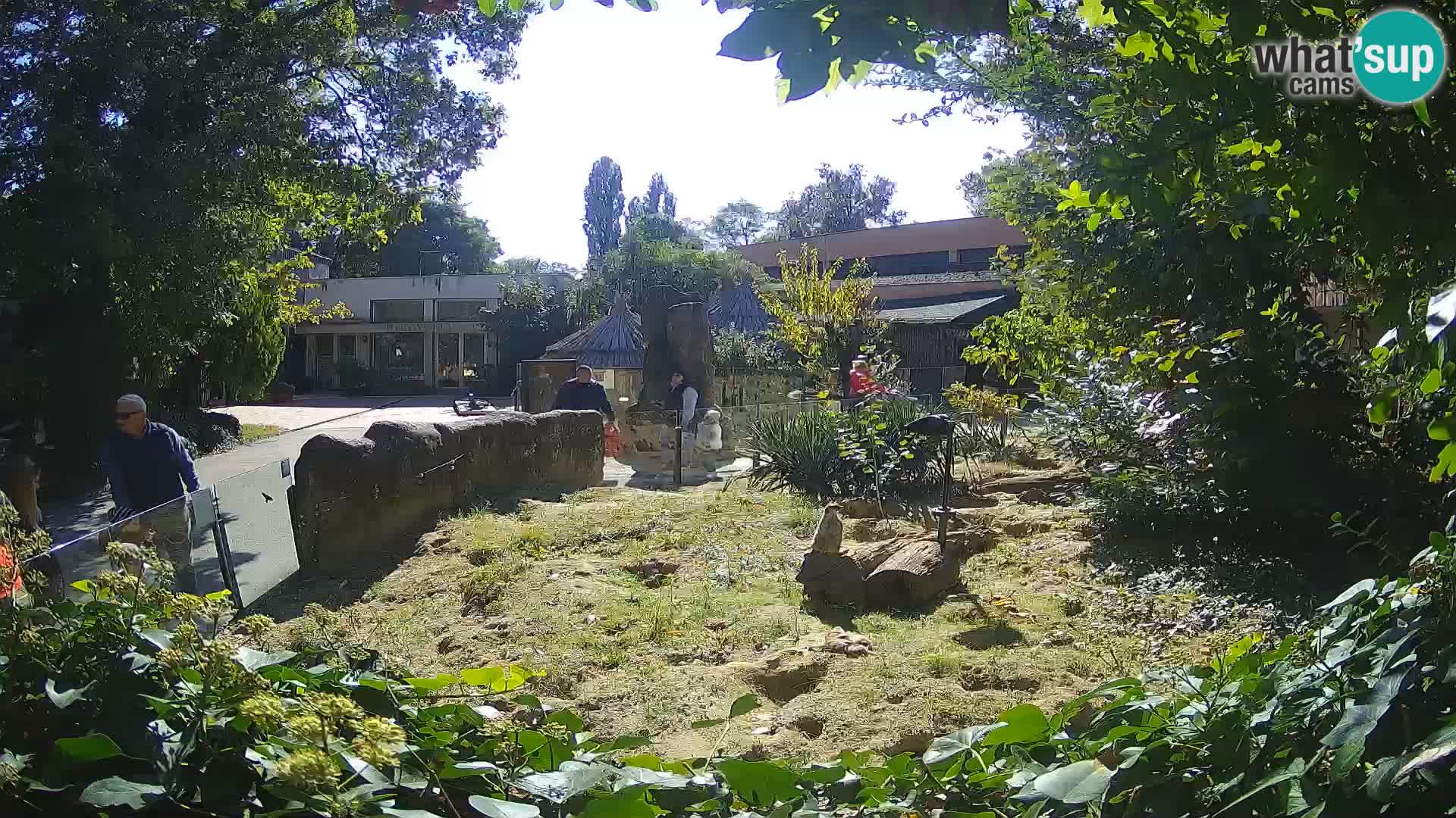 Zoo Zagreb – Suricata