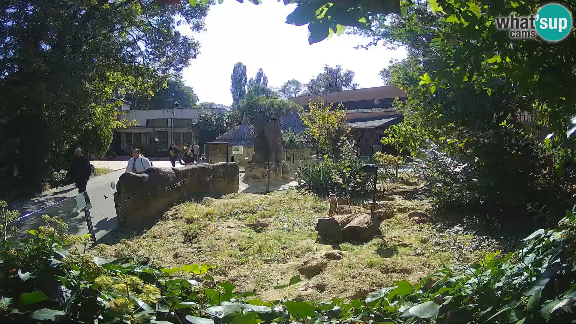 Zoo Zagreb – Suricata