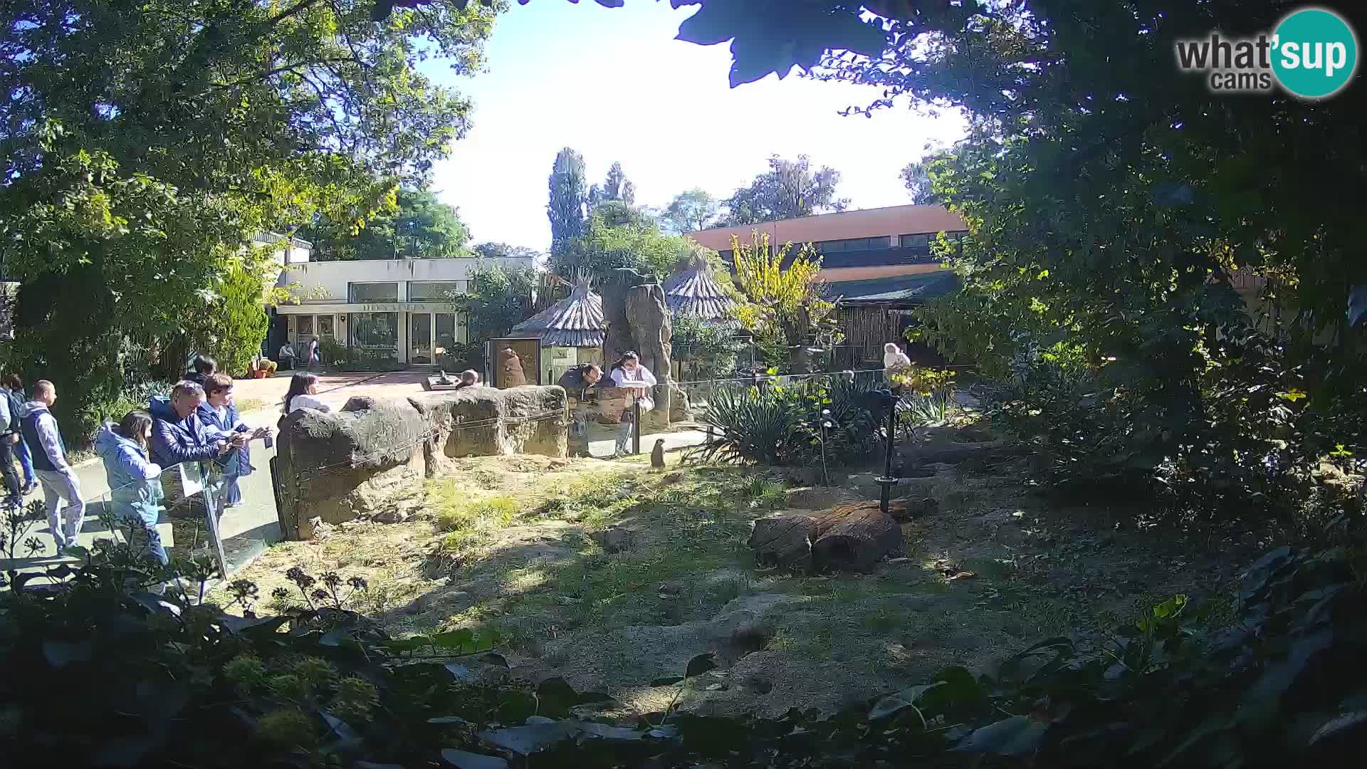 Zoo Zagreb – Suricata