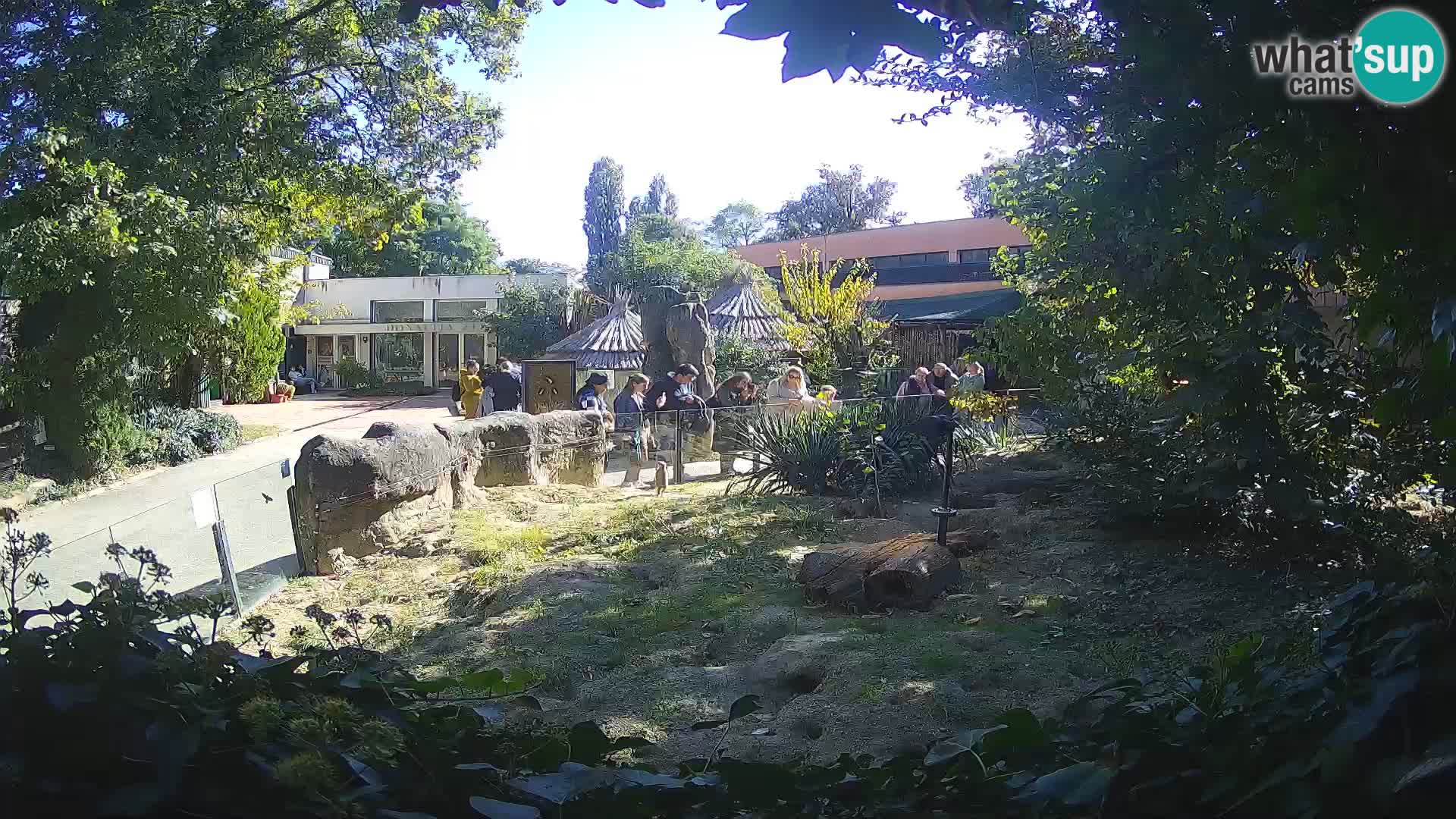 Zoo Zagreb – Suricata